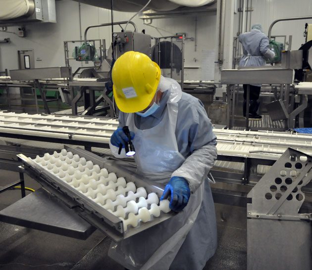 Inspecting equipment at Maple Leaf Foods plant