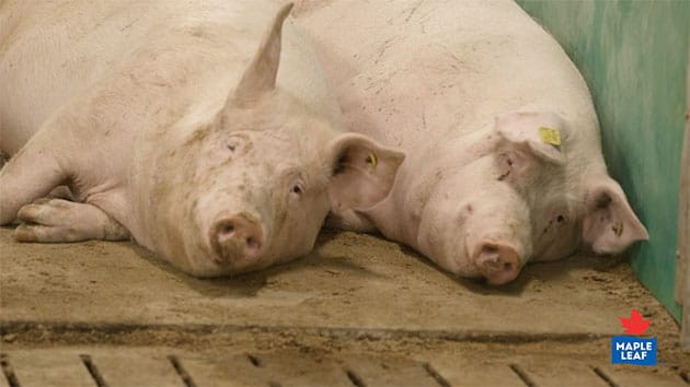Sows resting
