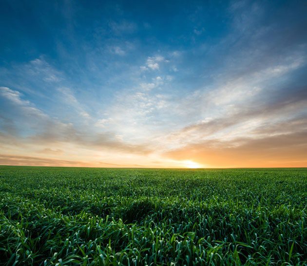 Field with a sunset