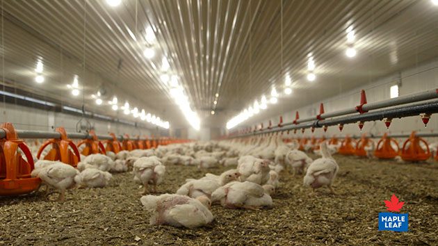 Young chicks at a poultry barn