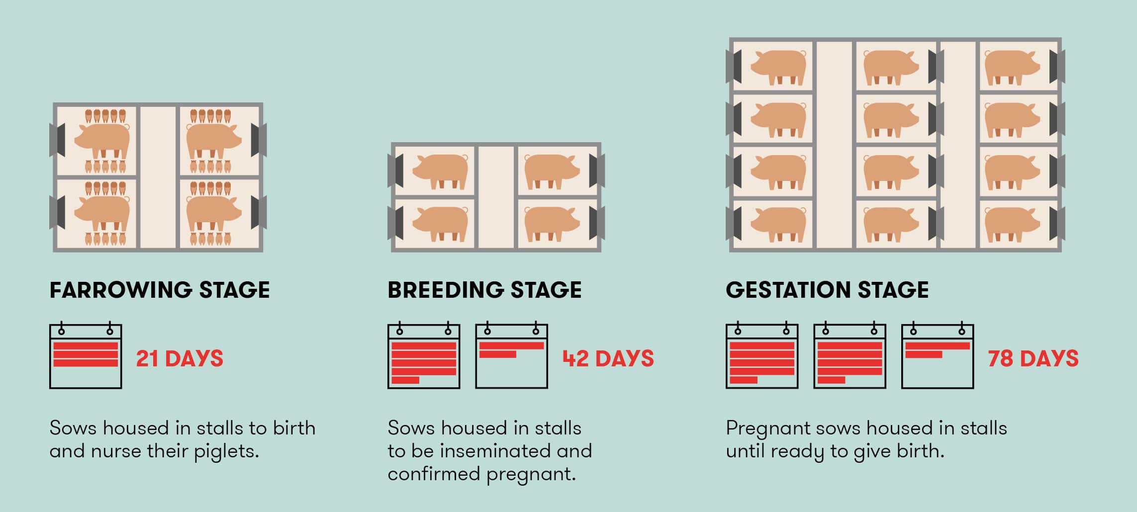 About a conventional sow housing system infogragphic