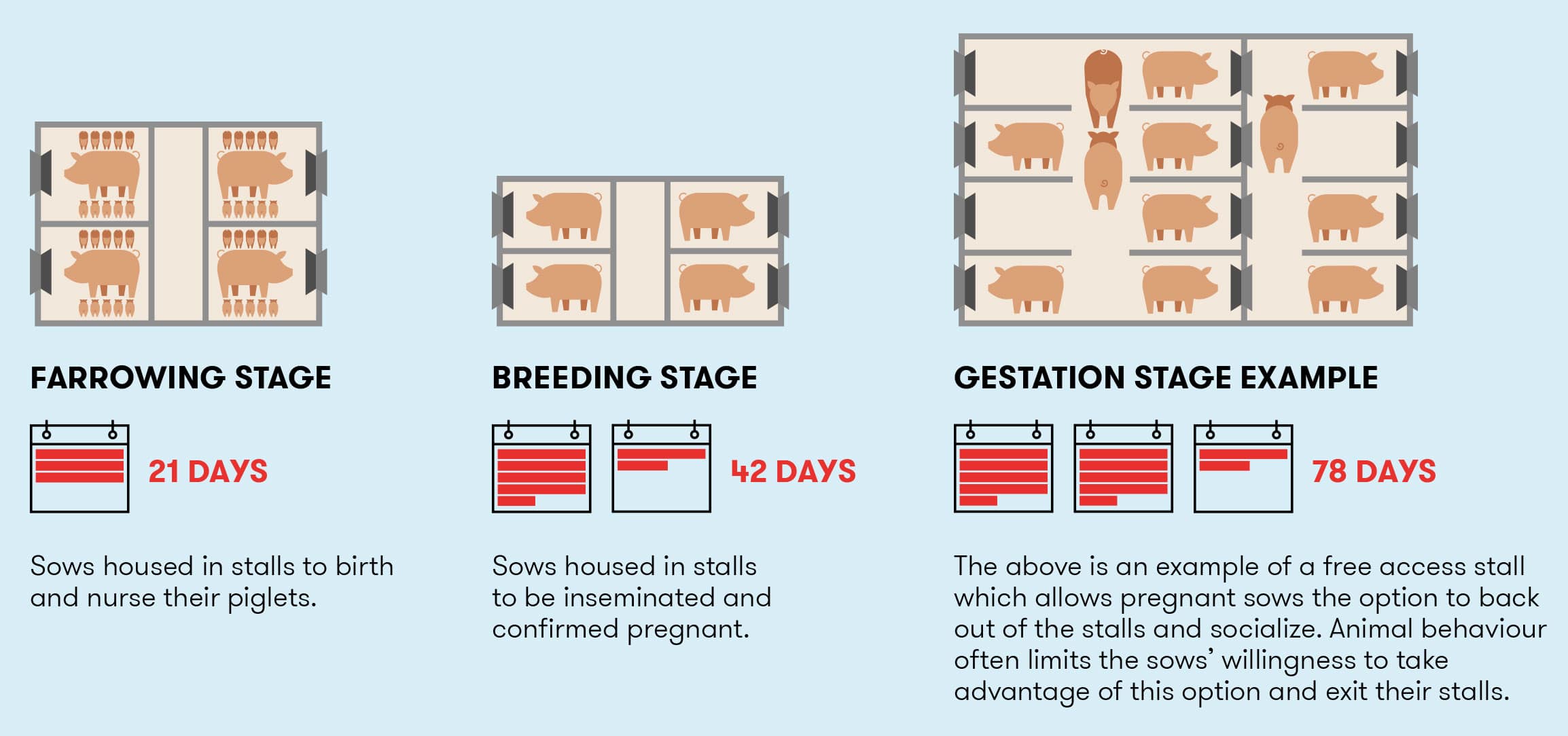 About a loose sow housing system infogragphic