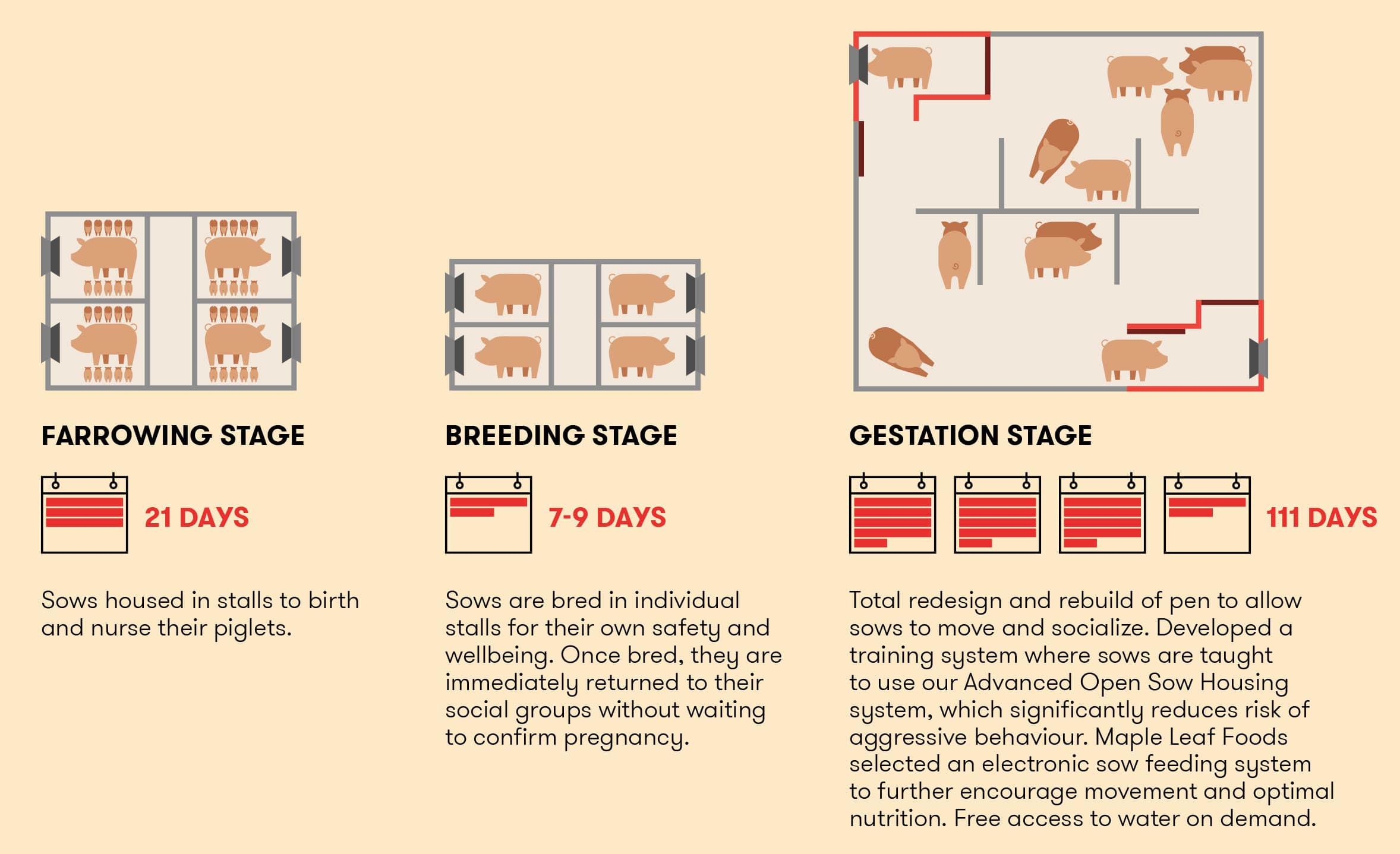 About Maple Leaf Foods advanced open sow housing infogragphic