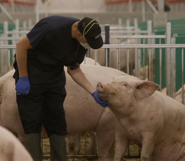 Handler with a sow.