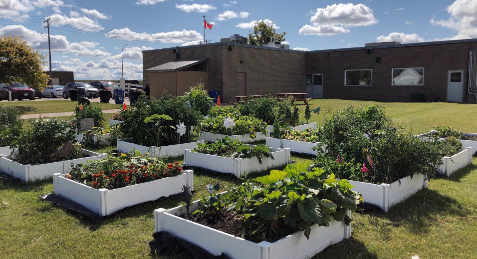 Plants in large garden boxes