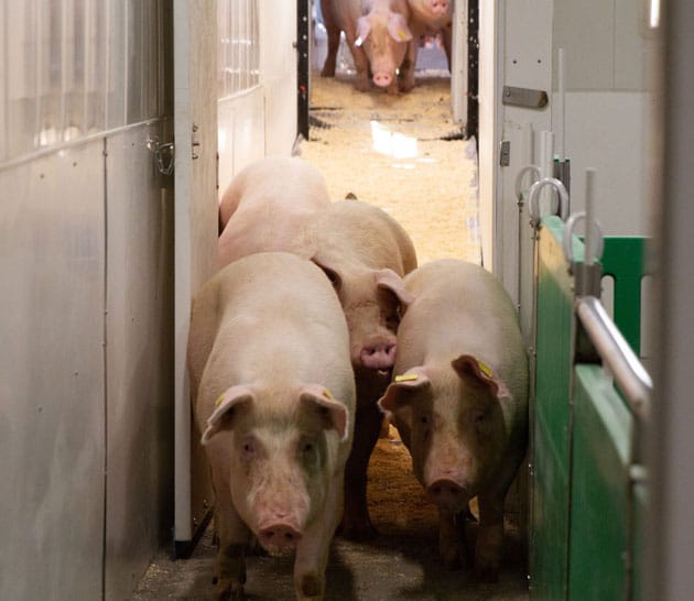 group of pigs in barn