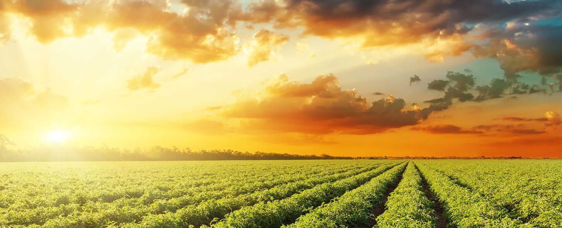 Colourful sunset over a field