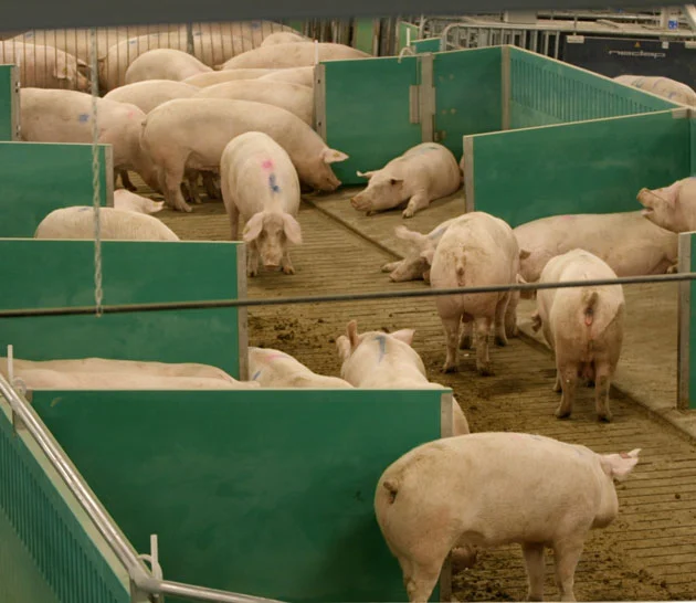 Arial view of advanced open sow housing system