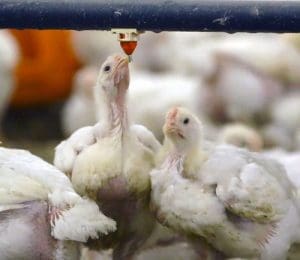 Poultry Welfare Approach | Maple Leaf Foods