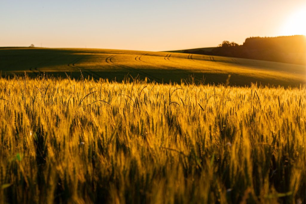 golden field