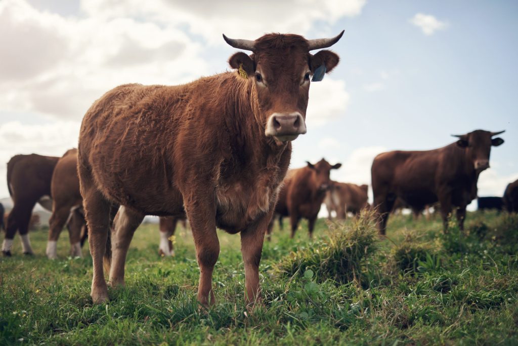 Brown cows