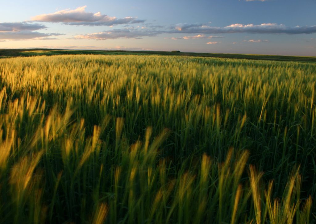 sunset over field