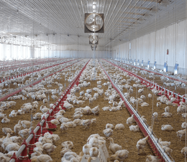 Broiler Chickens